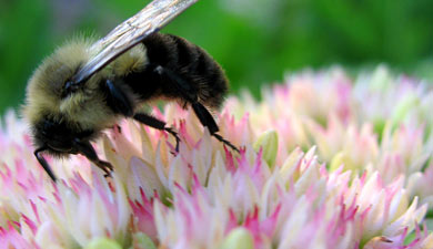Цветочные пастбища могут помочь спасти пчел