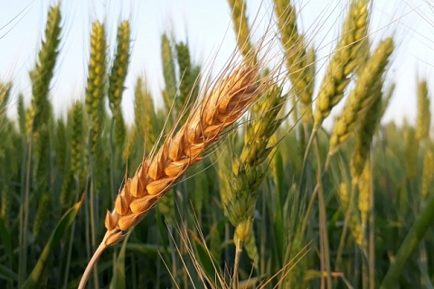 Минсельхоз США повысил прогнозы по российской пшенице