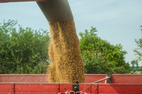 Экспортные цены на пшеницу продолжили расти