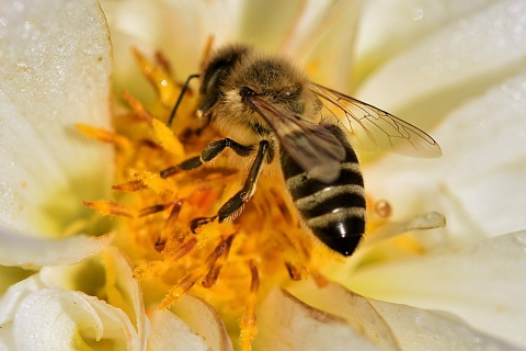 Пчеловодство становится все менее рентабельным