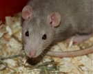 «Содружество» испытывает ГМО-шрот на крысах