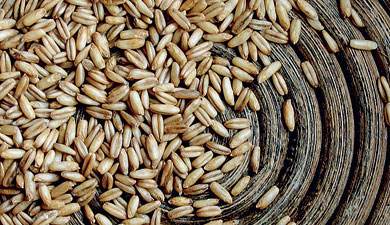 В «Неофорсе» учат хранить непросохшее зерно