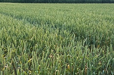 Минсельхоз США: урожай пшеницы в России может стать вторым в истории