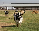 Подмосковье поможет в восстановлении молочных ферм