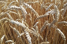 Урожай пшеницы снизился на 16%