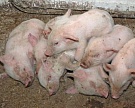 Россельхознадзор ограничил поставку свинины из Луганской области Украины