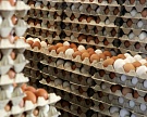 Структура «Русгрэйн» купила крупнейшего производителя яиц в России