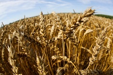 Минсельхоз США значительно понизил прогноз сбора зерна в России