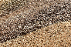 IGC повысил прогноз экспорта российской пшеницы