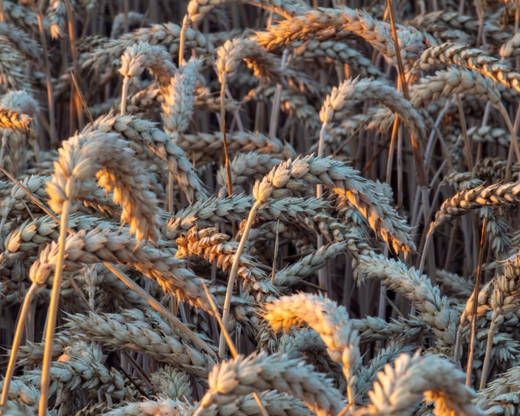 Сэкономить на пшенице. Аграрии ищут пути снижения производственных затрат