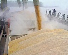 Запрет Египта на поставки российской пшеницы ставит по угрозу экспортные планы