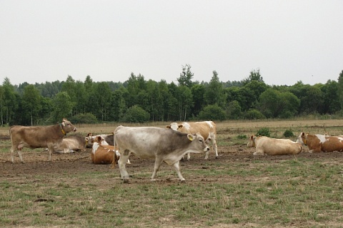 Совладелец «Лукойла» обвинил коров в ухудшении экологии