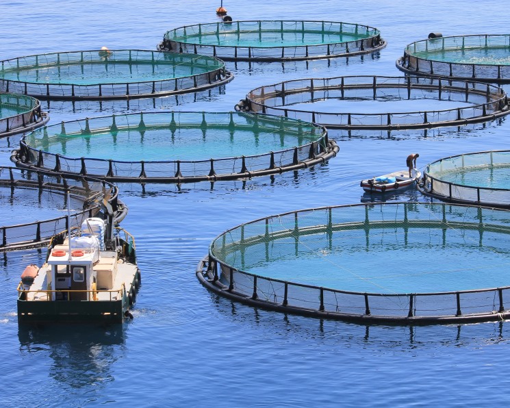 Особенности национальной аквакультуры — II. Кто инвестирует в проекты по выращиванию рыбы и морепродуктов
