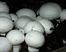 В США создан генетически модифицированный гриб