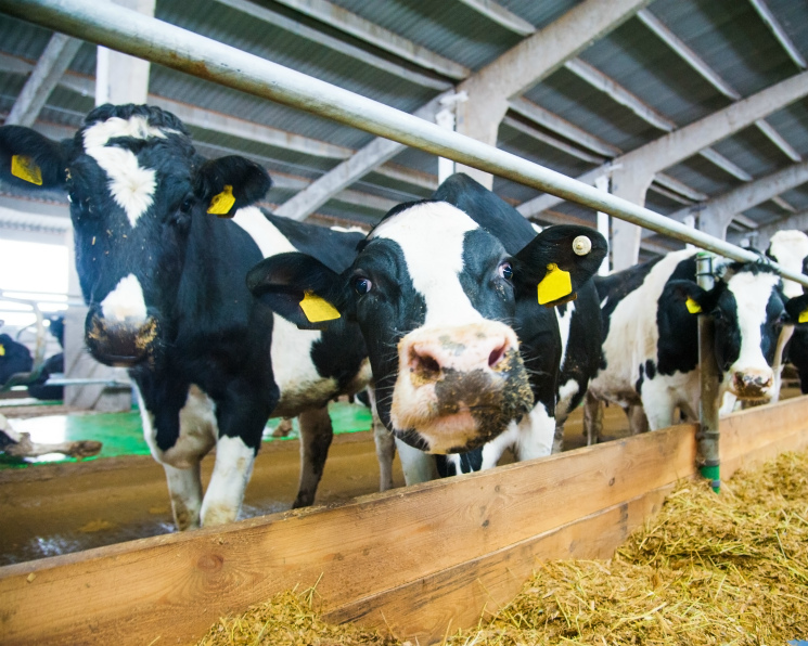 Молоко от олигарха. Новый проект «Румелко-Агро» может обойтись ее владельцу в 18 млрд руб.