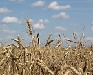 Урожай зерна может превысить 130 млн тонн
