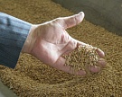 Сбор урожая пшеницы пока втрое опережает результат прошлого года