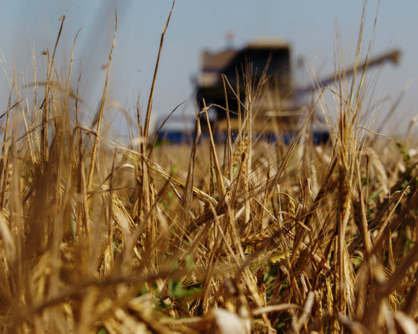 Сбор зерновых превысил 30 млн тонн