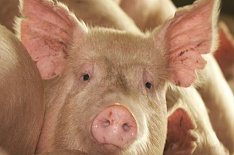 Датский инвестор накормит свининой Ленобласть. С вводом нового предприятия «Идаванг Луга» производство в регионе вырастет на 25%