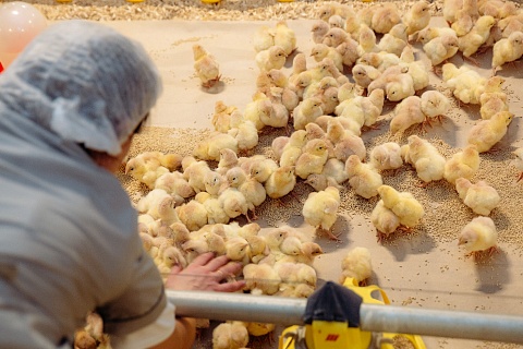 Агрохолдинг «Дороничи» запустил производство инкубационного яйца в Ульяновской области