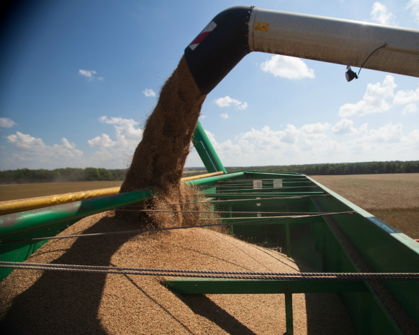 Сбор зерна вырос в 1,4 раза до 13,8 млн тонн