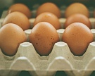 На Сахалине возник дефицит куриного яйца
