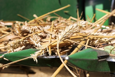 Снижение прогнозов урожая поддерживает цены на пшеницу