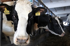 «ЭкоНива» увеличила производство молока на треть с начала года