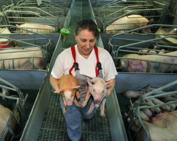 В&nbsp;январе-июне свиноводство стало основным драйвером роста всей мясной отрасли