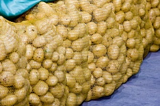 Минсельхоз прогнозирует снижение урожая картофеля на 10% в 2018 году