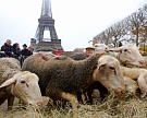 Французские фермеры протестуют в Париже