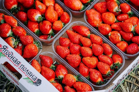 Крымская компания построит ягодные теплицы в Подмосковье