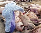 «Черкизово» уничтожит еще 15 тысяч свиней из-за АЧС