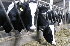Росстат снизил на миллион тонн показатель производства молока