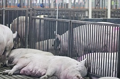 Russia Baltic Pork Invest уничтожит 111 тысяч свиней из-за АЧС