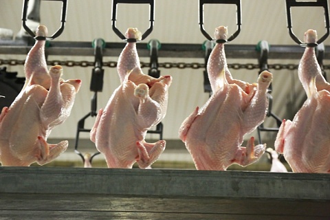 Крупнейшие птицефабрики произвели 4,64 млн тонн мяса бройлера