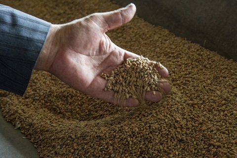 Цены на пшеницу продолжат снижаться