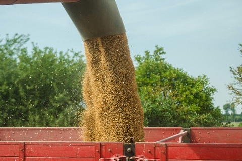 Россельхознадзор предложил аттестовывать производителей зерна на экспорт