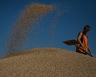 FAS USDA понизила прогноз урожая зерна в России до 112,7 млн тонн