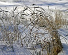 На Алтае под снегом погибла половина несобранного урожая