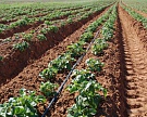 Агрофирма «Трио» планирует инвестировать в производство картофеля