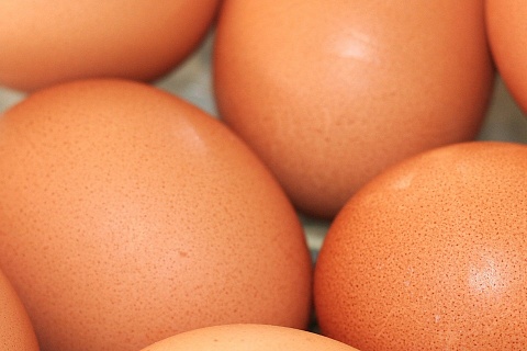 Группа «Ресурс» увеличит производство инкубационного яйца