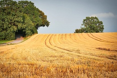 Минсельхоз США вновь повысил прогноз урожая пшеницы в России