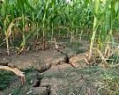 Засуха уничтожила почти половину посевов в Забайкальском крае