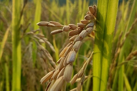 Дефицита риса в России не предполагается