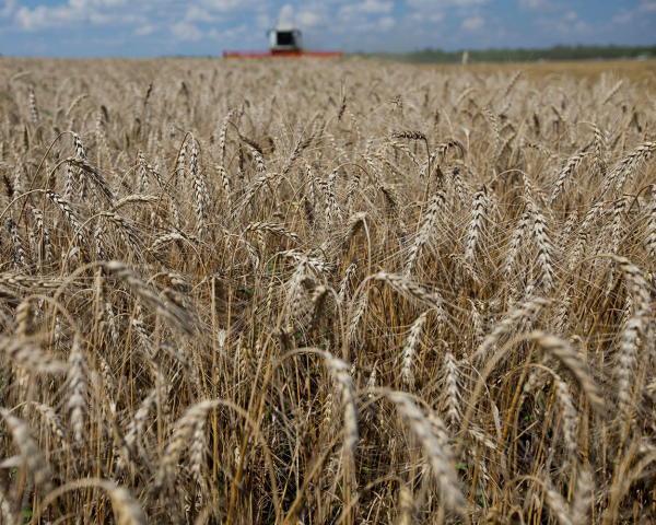 Россия собрала 2,1 млн тонн зерна