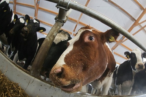 «Дамате» увеличит производство молока на 33%