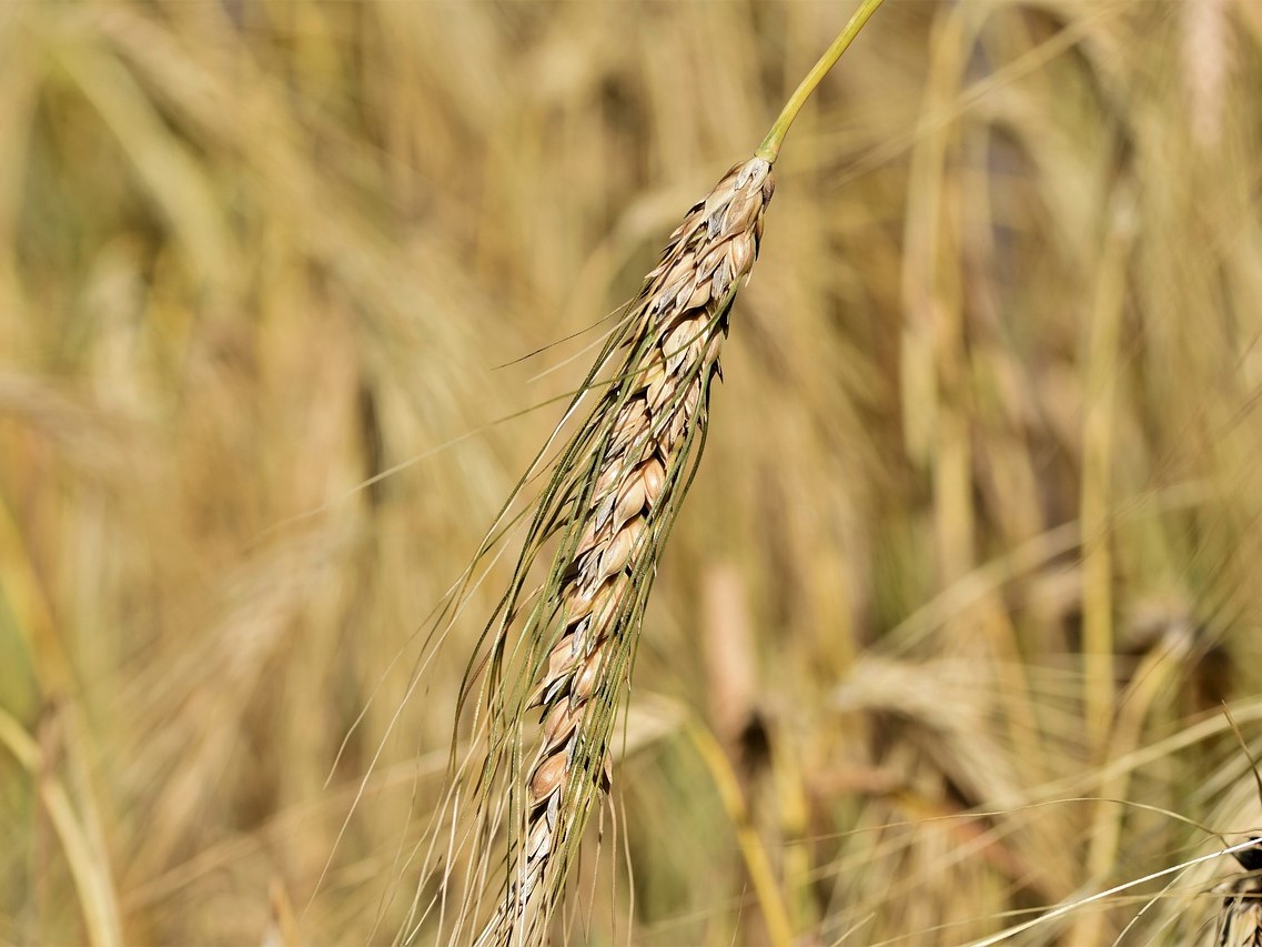 ИКАР снова понизил прогноз урожая пшеницы