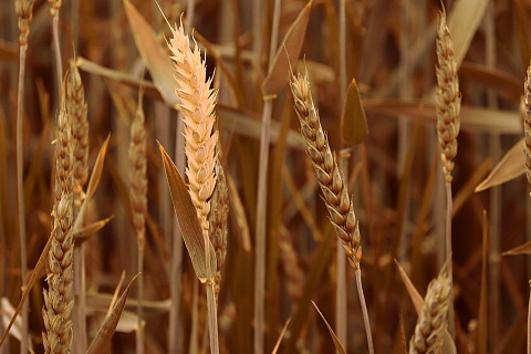 В России ускорилось падение цен на зерно