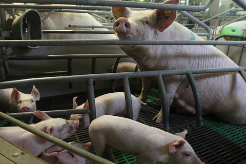 В этом году экспорт свинины не увеличится